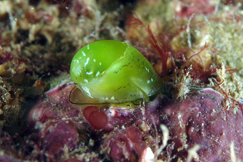 Smaragdia viridis